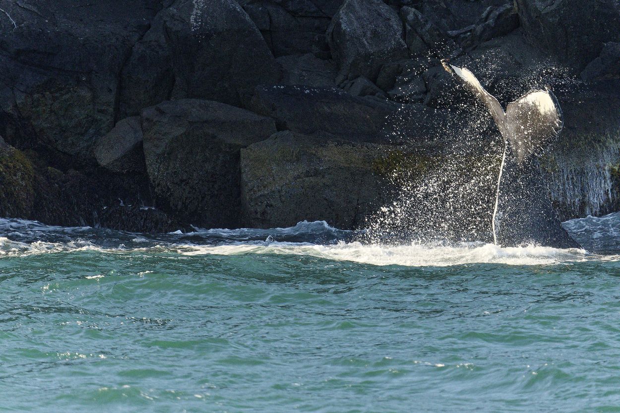 ballena de Seward ballena en los fiordos