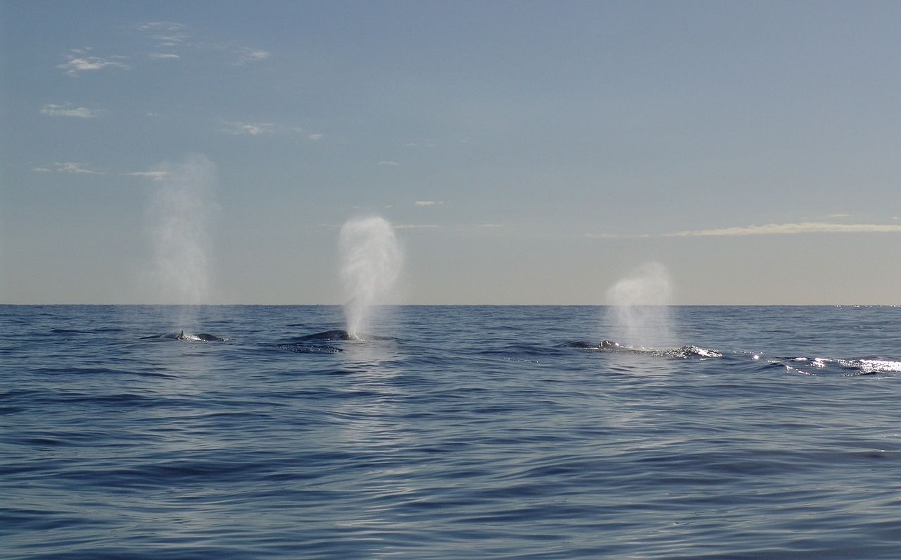 ballenas en Tadoussac avistamiento de ballenas en Tadoussac
