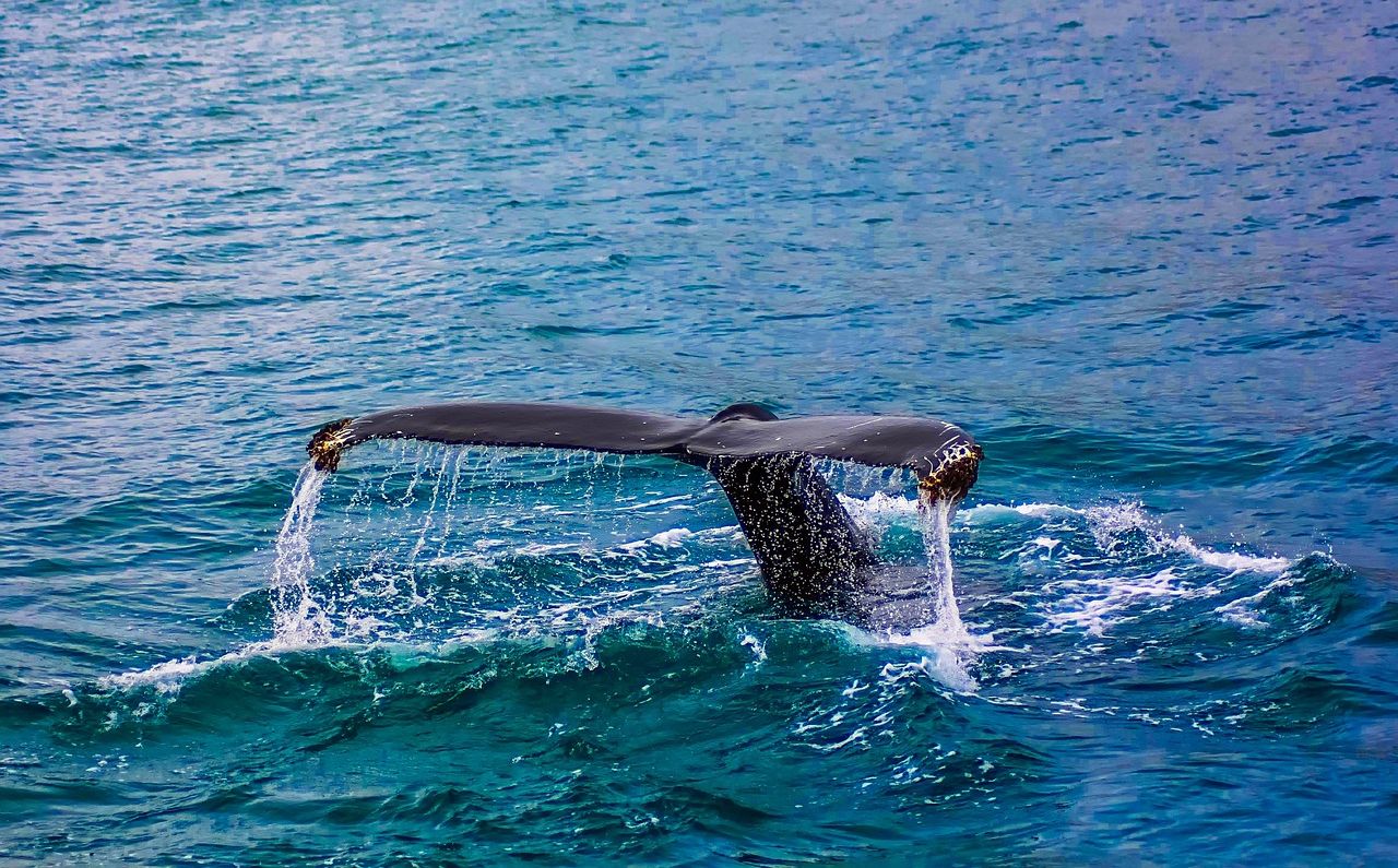 ballenas en Tadoussac, Quebec avistamiento de ballenas en Tadoussac, Quebec