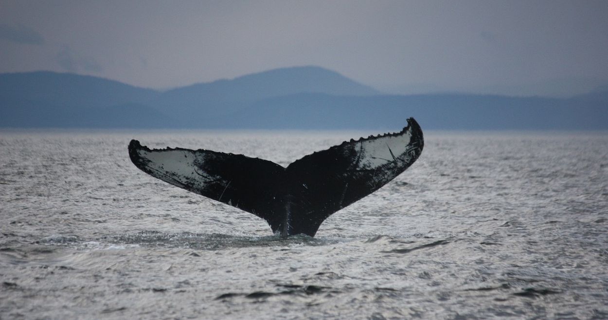 ballenas de Tadoussac ballenas de la ciudad de Tadoussac