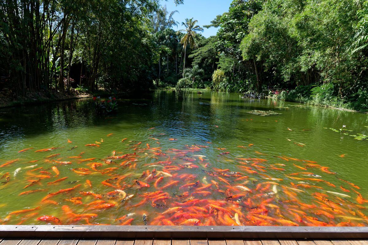 estanque de jardín en Deshaies estanque de peces koi en Deshaies
