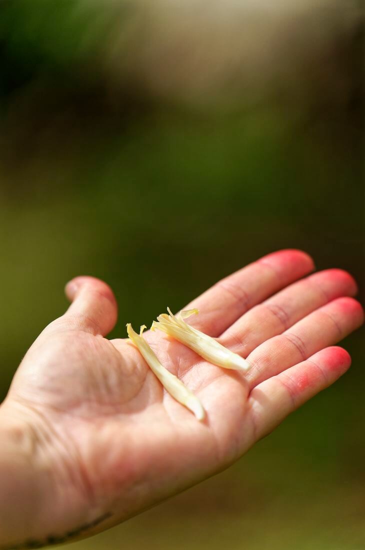 pequeño plátano pequeño plátano