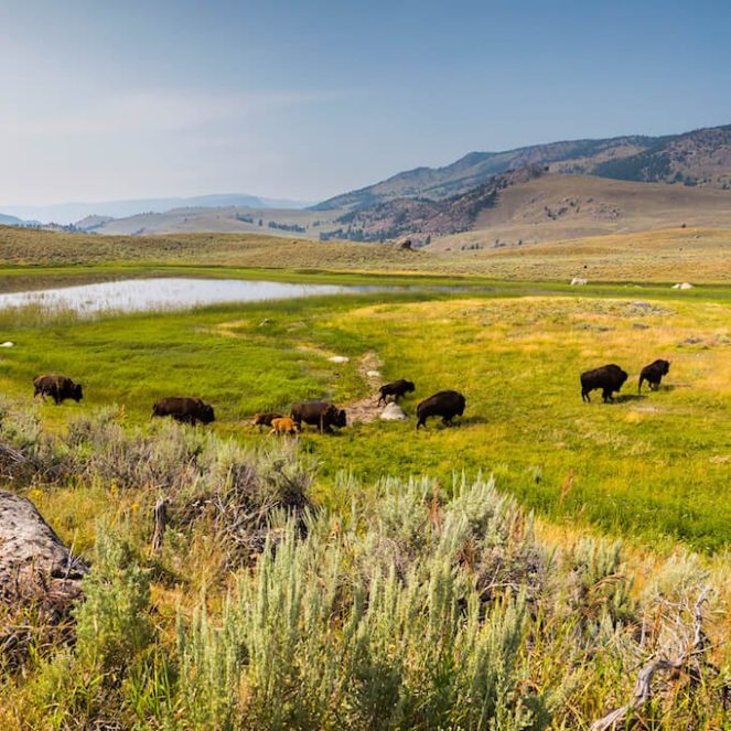 bisonte en el Parque de Yellowstone vida silvestre en el Parque Nacional de Yellowstone