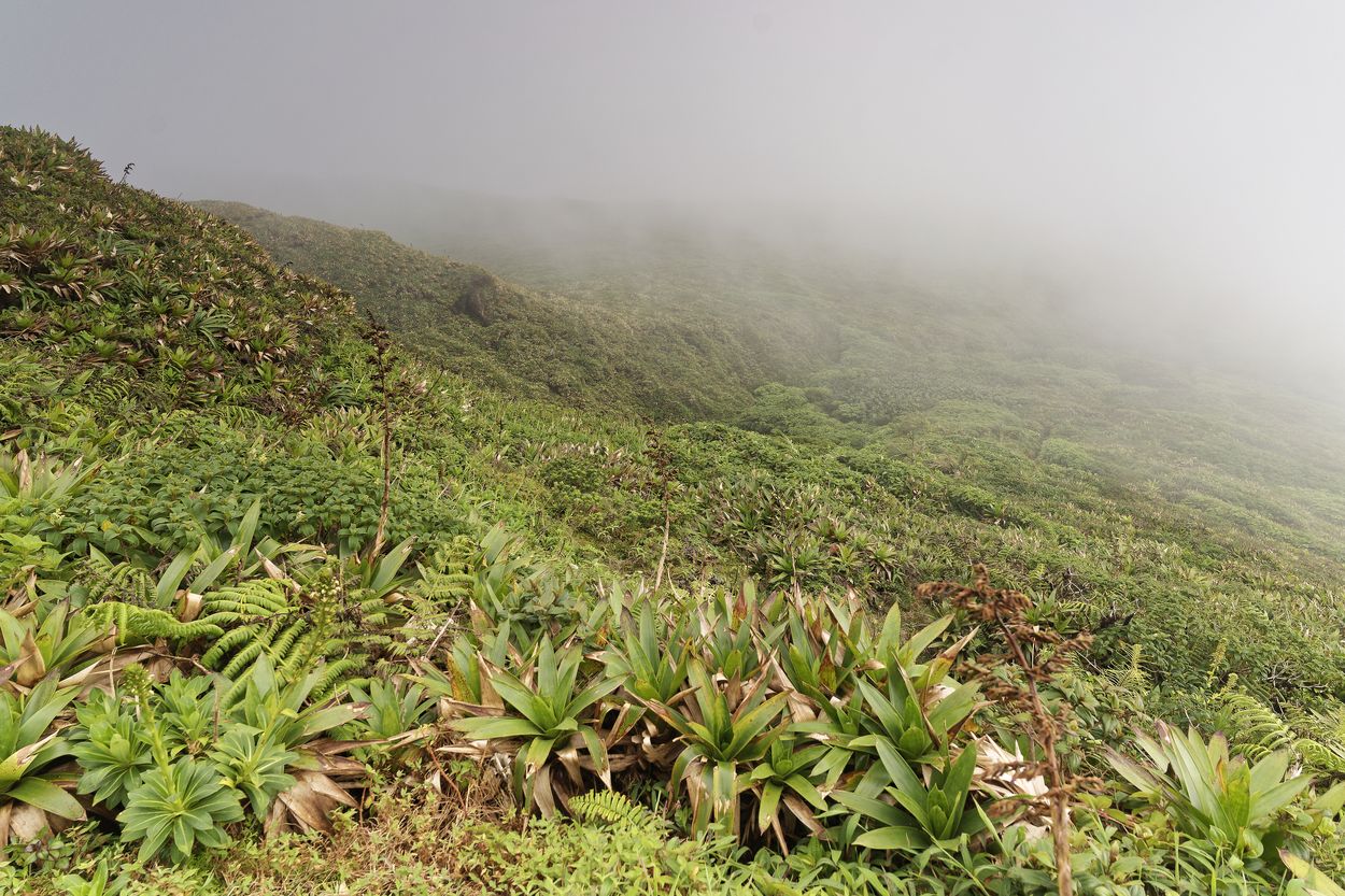 niebla volcánica flora en La Soufrière