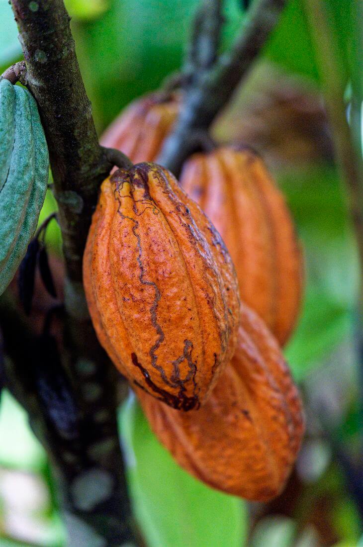 cacao en maison de la banane fruta de cacao maison de la banane