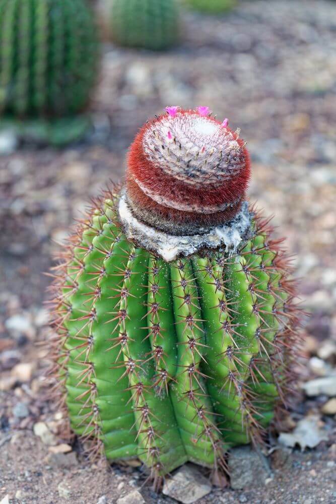 cactus en la isla de La Désirade cactus en la isla de La Désirade
