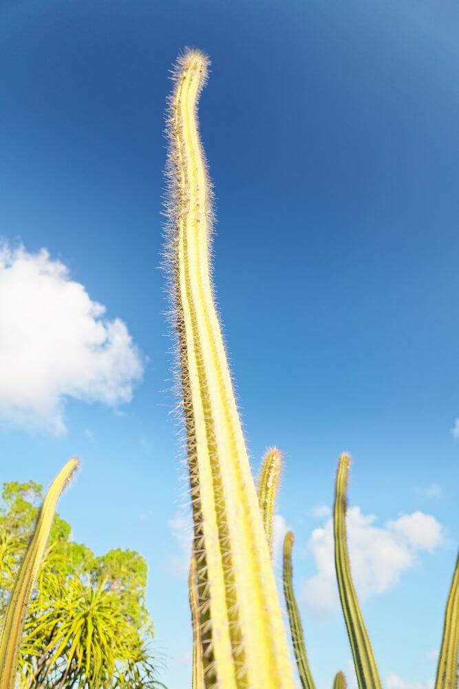 cactus désirade en Guadalupe cactus désirade en Guadalupe