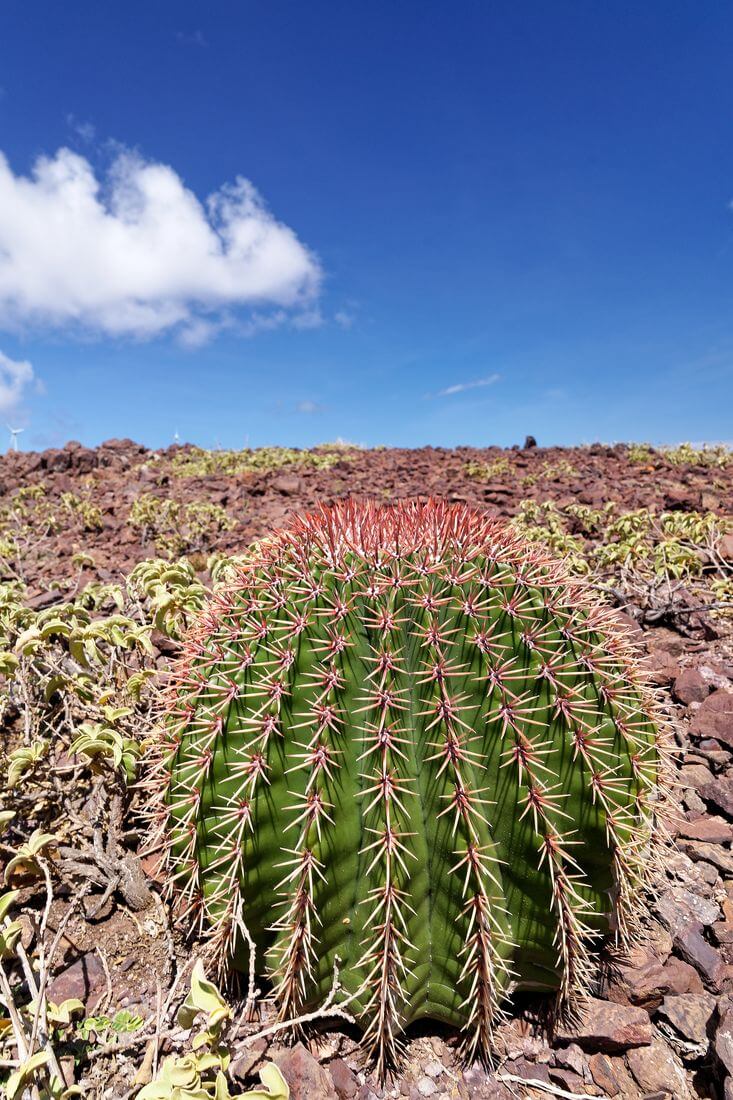 cactus en Désirade senderismo Montana Désirade