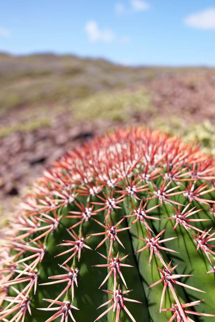 cactus Montana en la isla de La Désirade isla de La Désirade, Montana