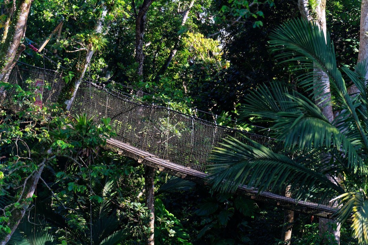 sendero de dosel del zoológico pasarela en el zoológico