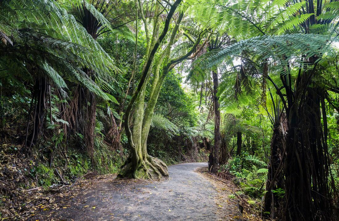 caminata a Cathedral Cove vegetación del bosque de Coromandel