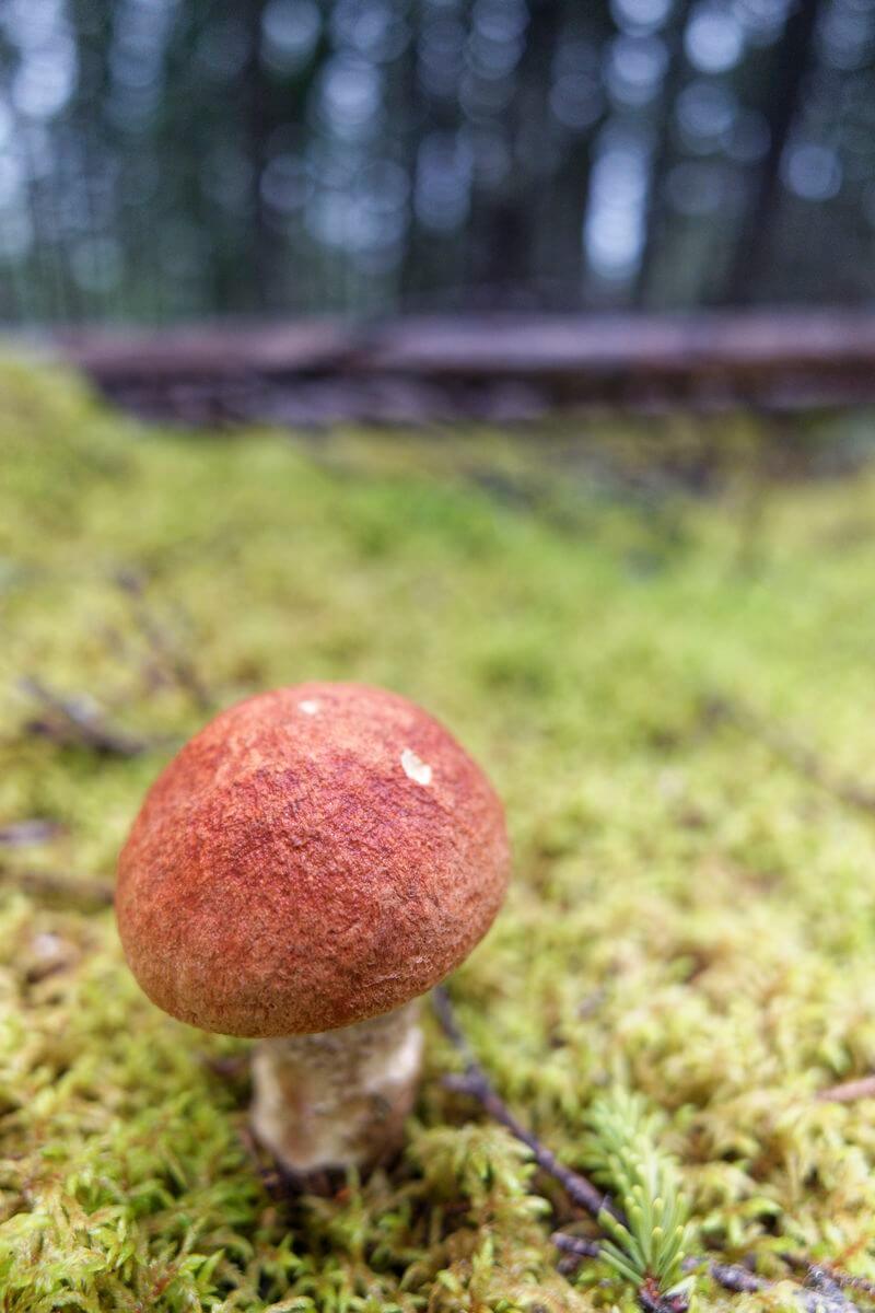 sendero Head Trail de Mushroom Malady, Terra Nova sendero Head Trail de Mushroom Malady, Terra Nova