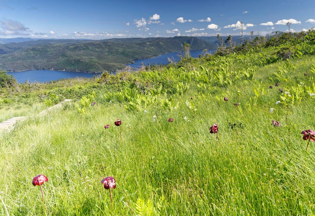 campos de flores en Gros Morne campos de flores en Gros Morne