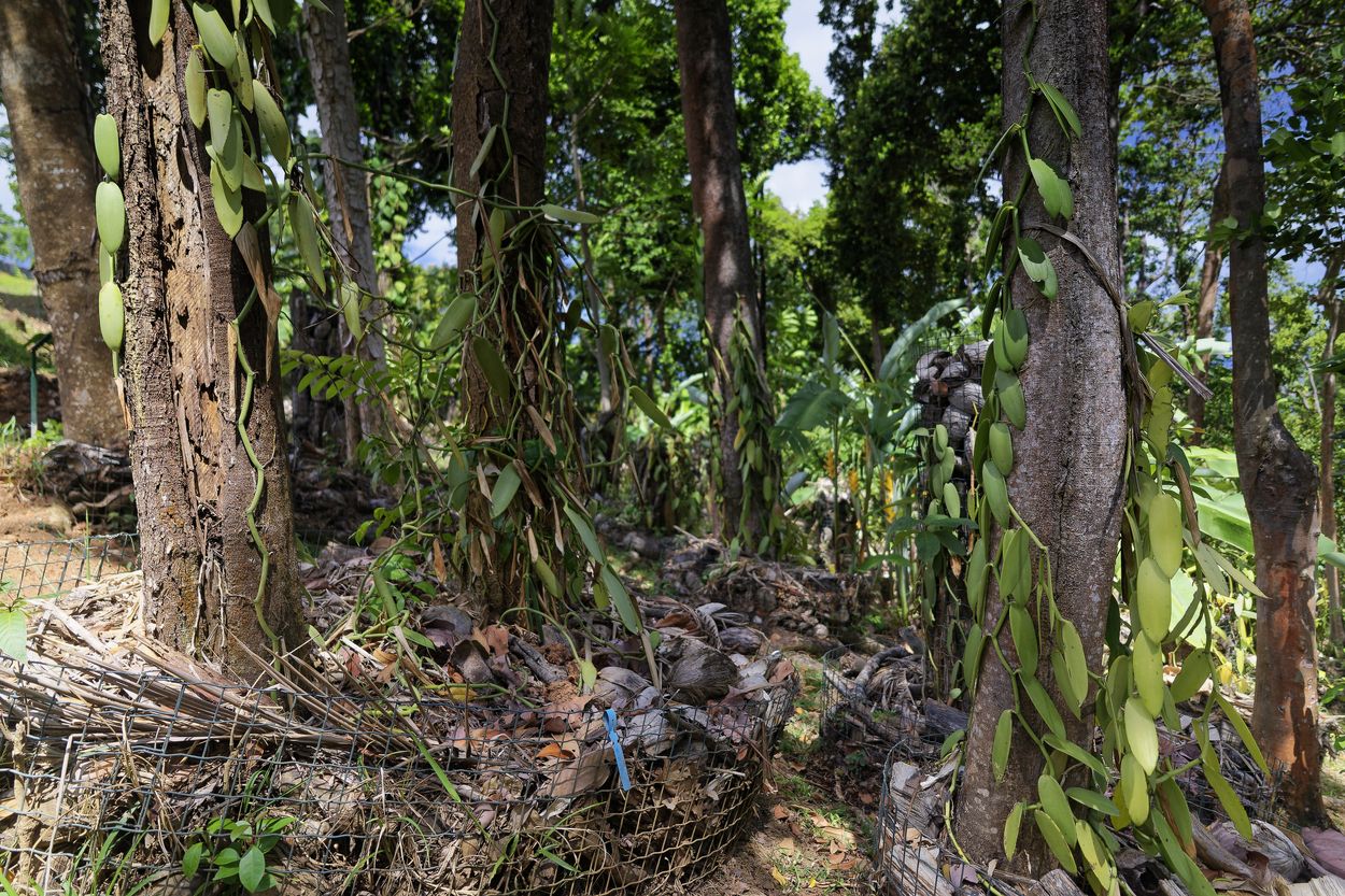 parque de vainilla parque de vainilla