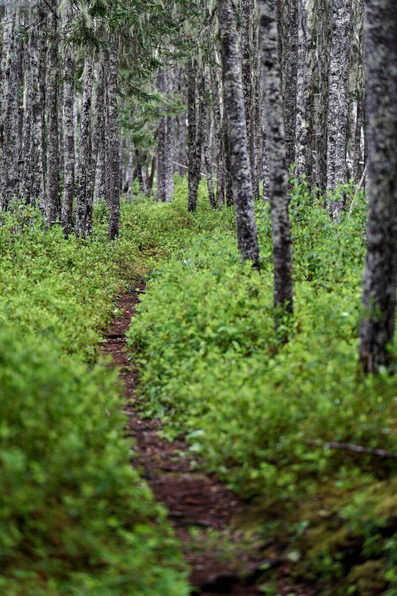 sendero Malady Head en Terra Nova sendero Malady Head en Terra Nova