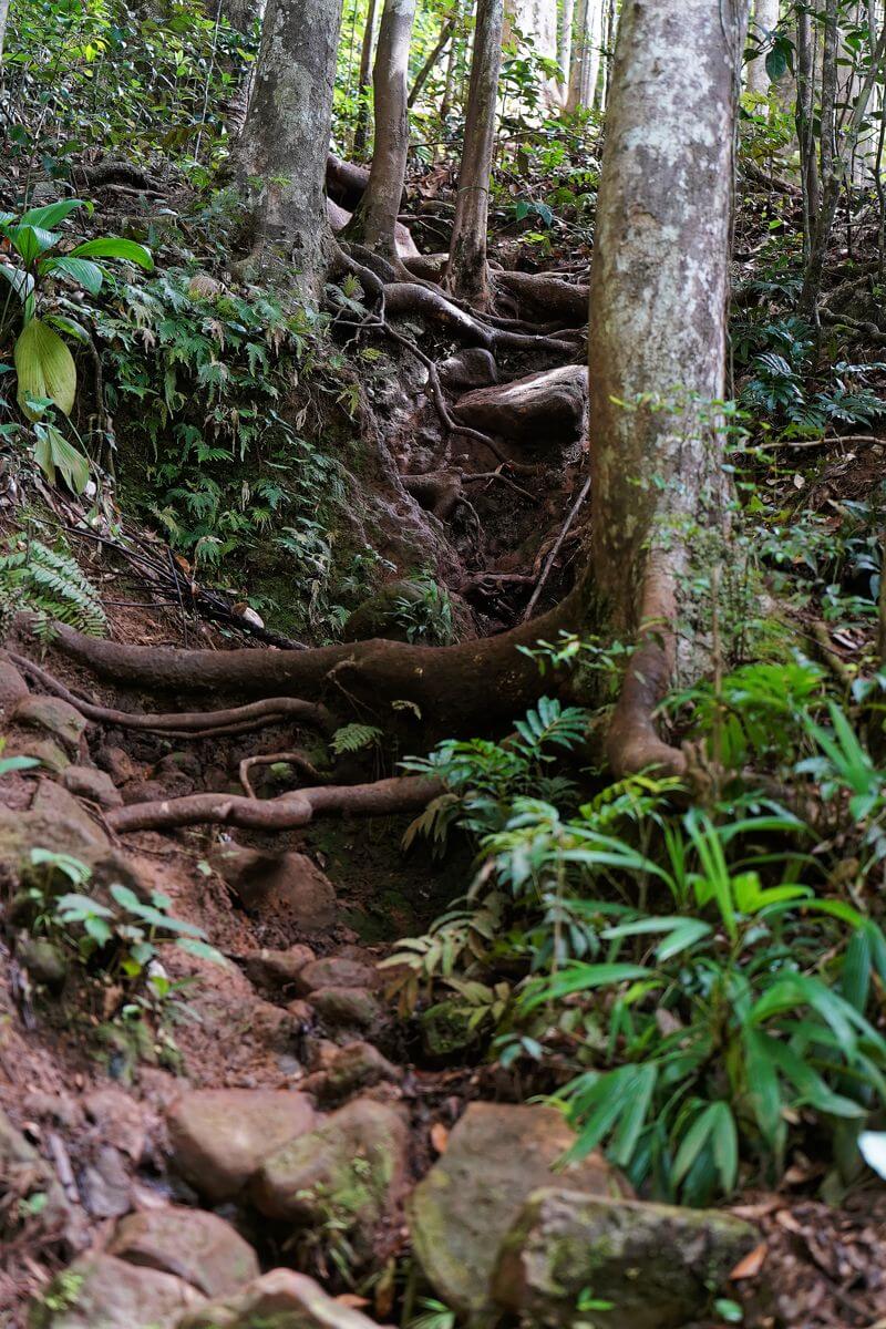 sendero hacia el cañón Moustique sendero del cañón Moustique