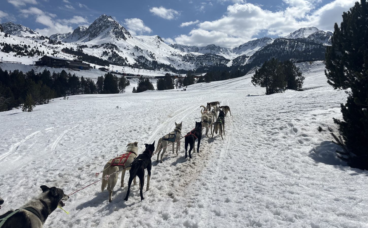 perro de trineo y paisajes