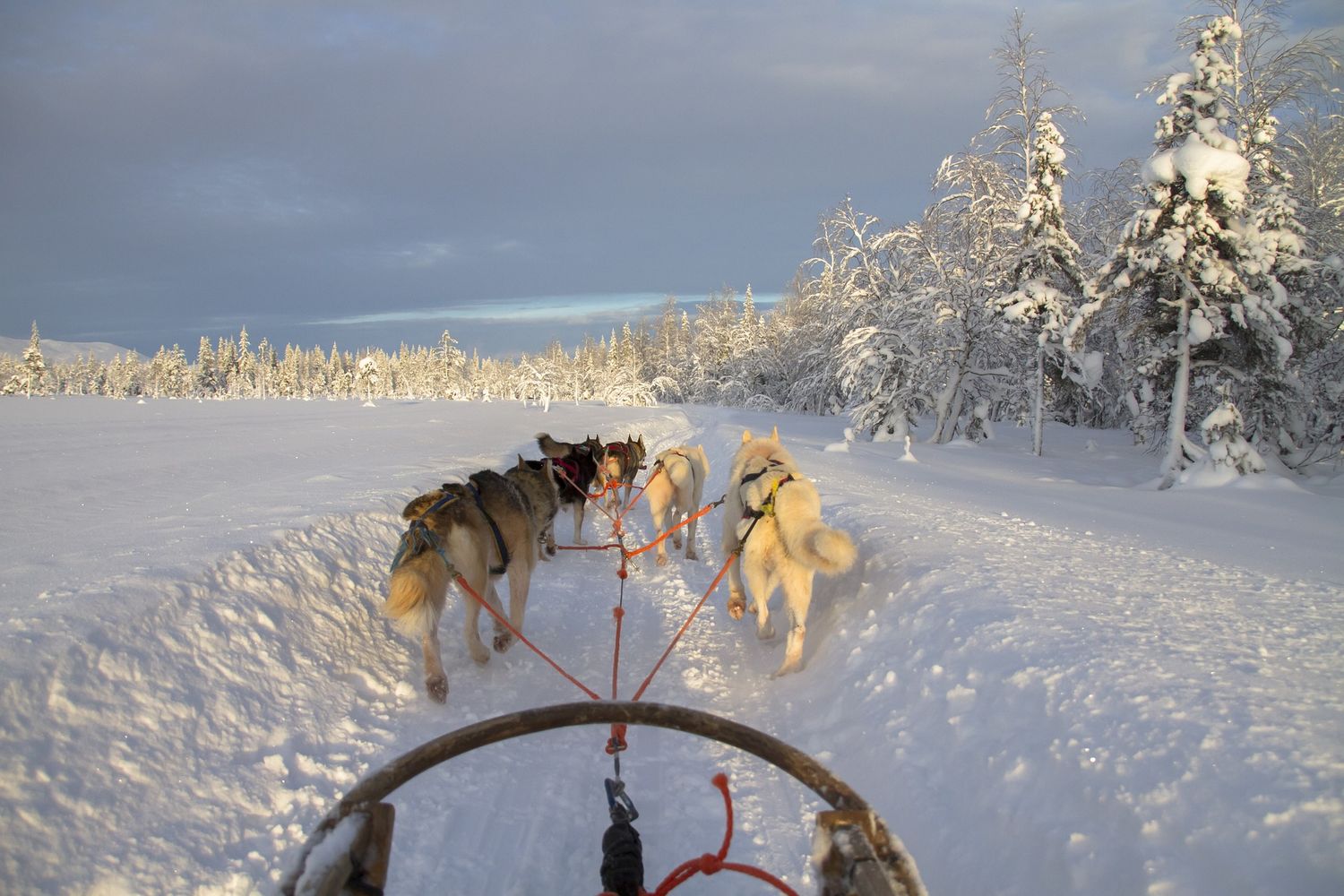 lugares para hacer trineo tirado por perros en Quebec, Canadá trineo tirado por perros en Quebec, Canadá