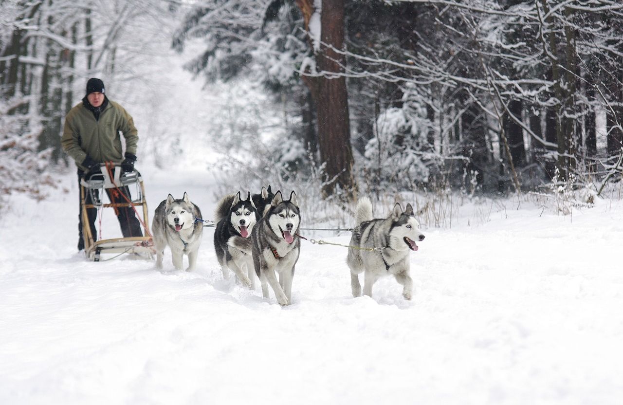 dónde hacer trineo de perros en Quebec dónde hacer trineo de perros en Quebec