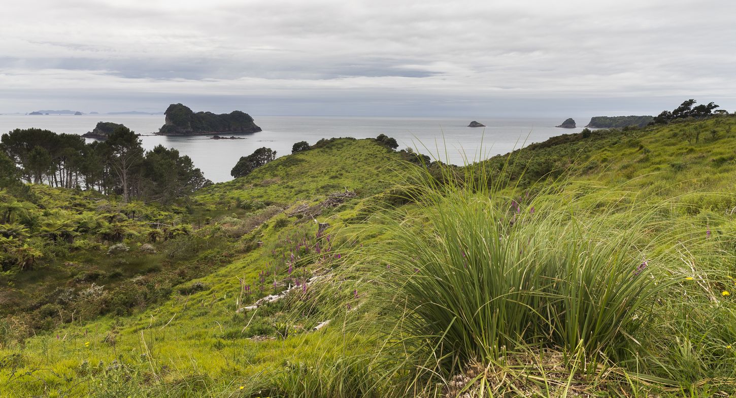 cómo elegir alojamiento en la península de Coromandel dónde alojarse en Coromandel, Nueva Zelanda