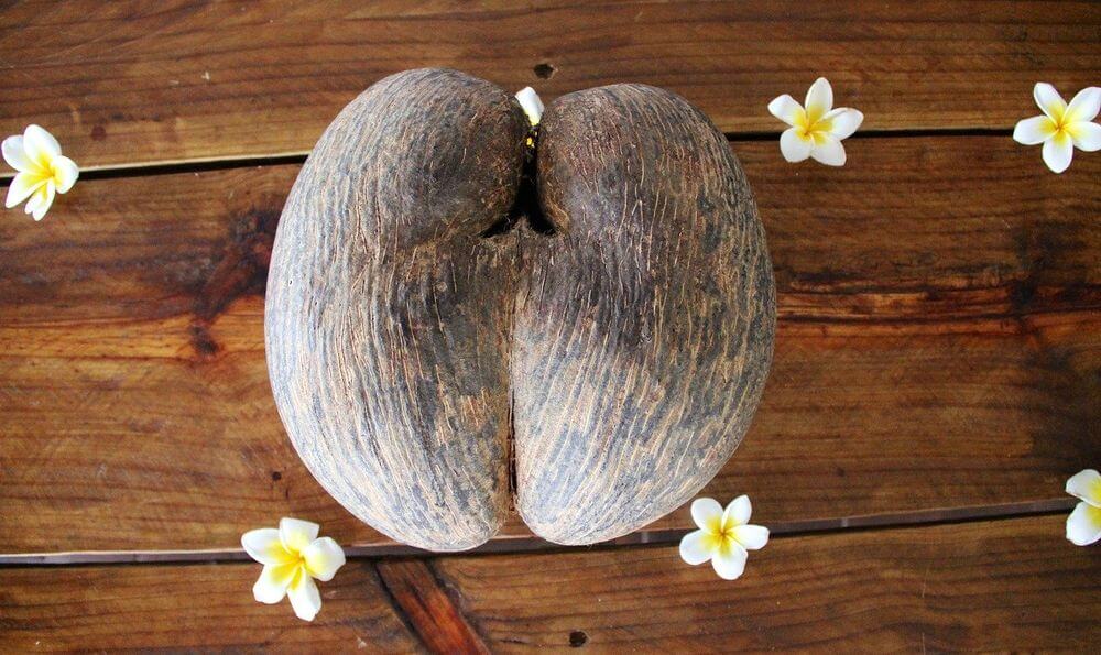 cocos Seychelles cocos especiales de Seychelles en la isla de Mahé