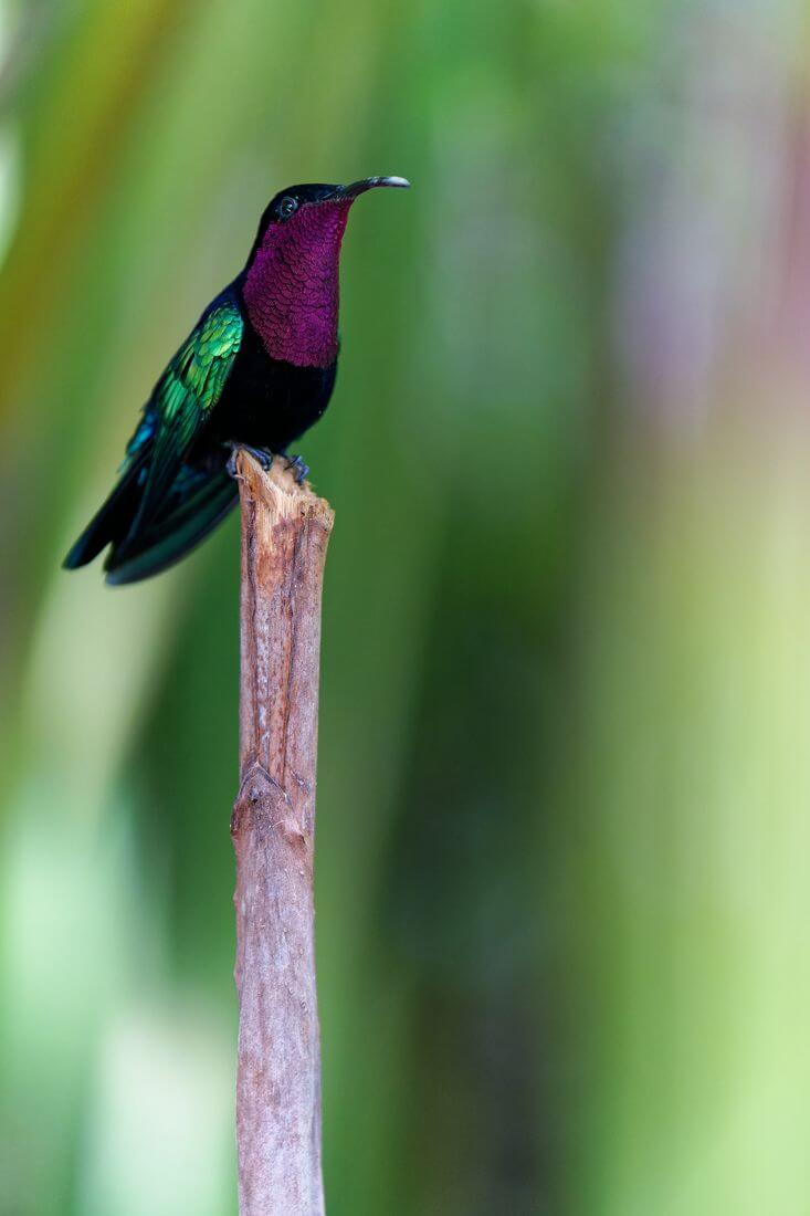 colibrí colibrí famoso de Guadalupe