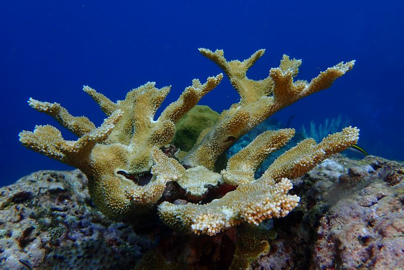 coral en Guadalupe reserva Cousteau coral