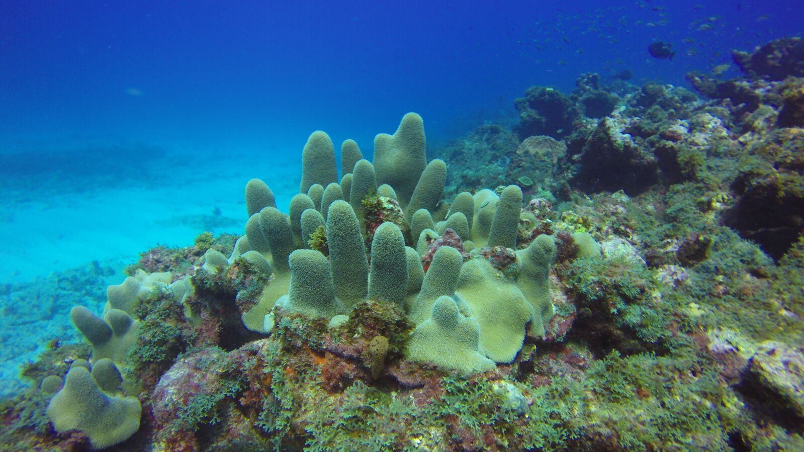 buceo en Desirade buceo en Desirade