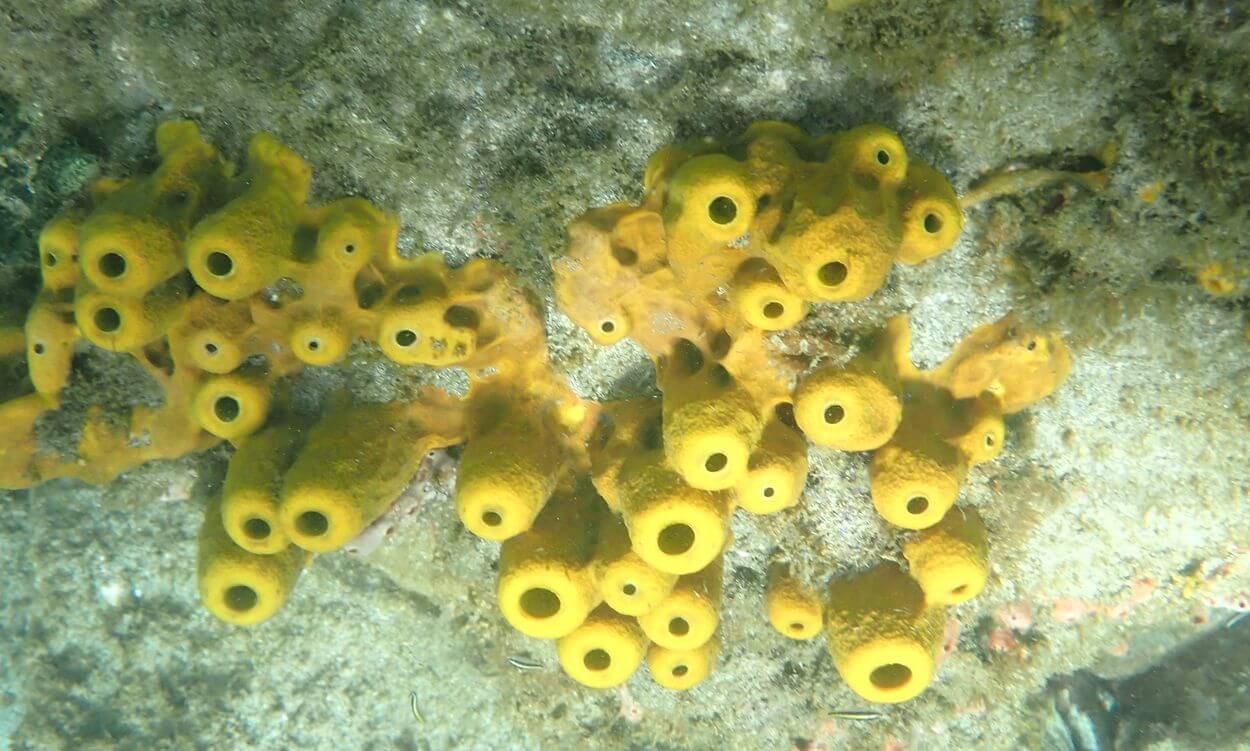 detalles de la vida submarina desirade coral desirade