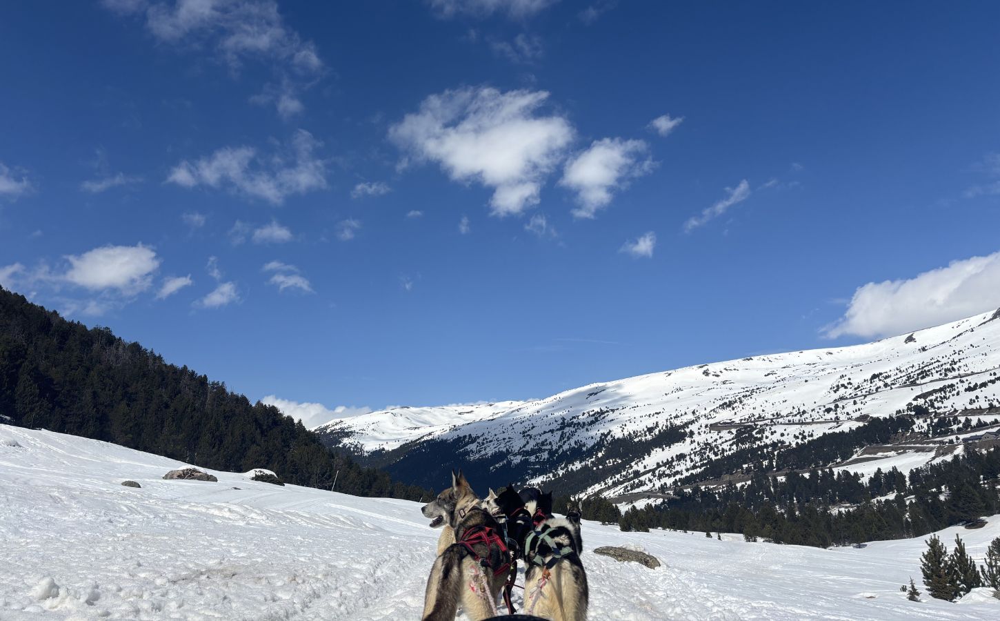 salida para paseo en trineo tirado por perros
