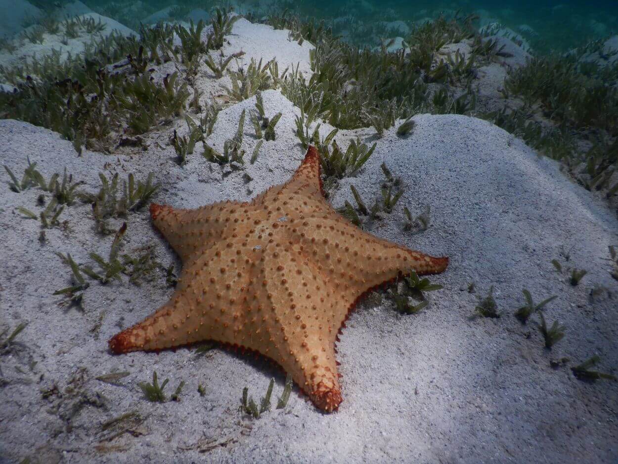 estrella de mar en Guadalupe estrella de mar en Guadalupe