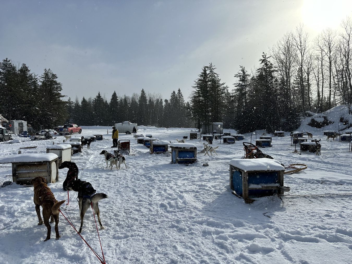 perrera y perros perros en la perrera