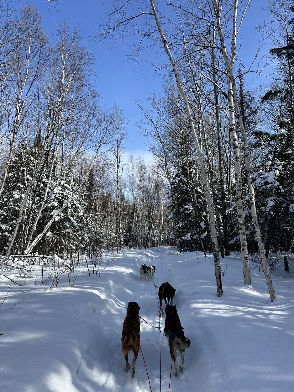en el bosque con los perros bosque y perros