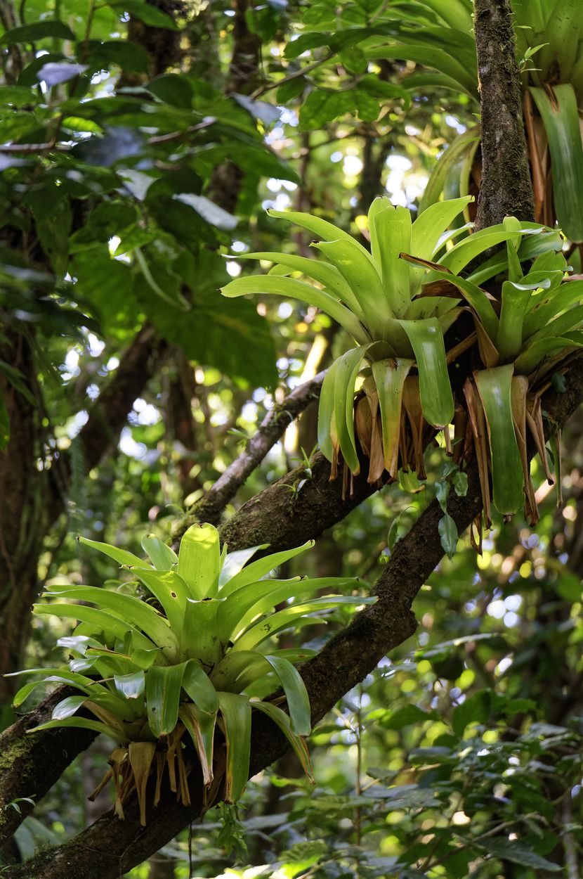 epífita en la Soufrière planta de la Soufrière