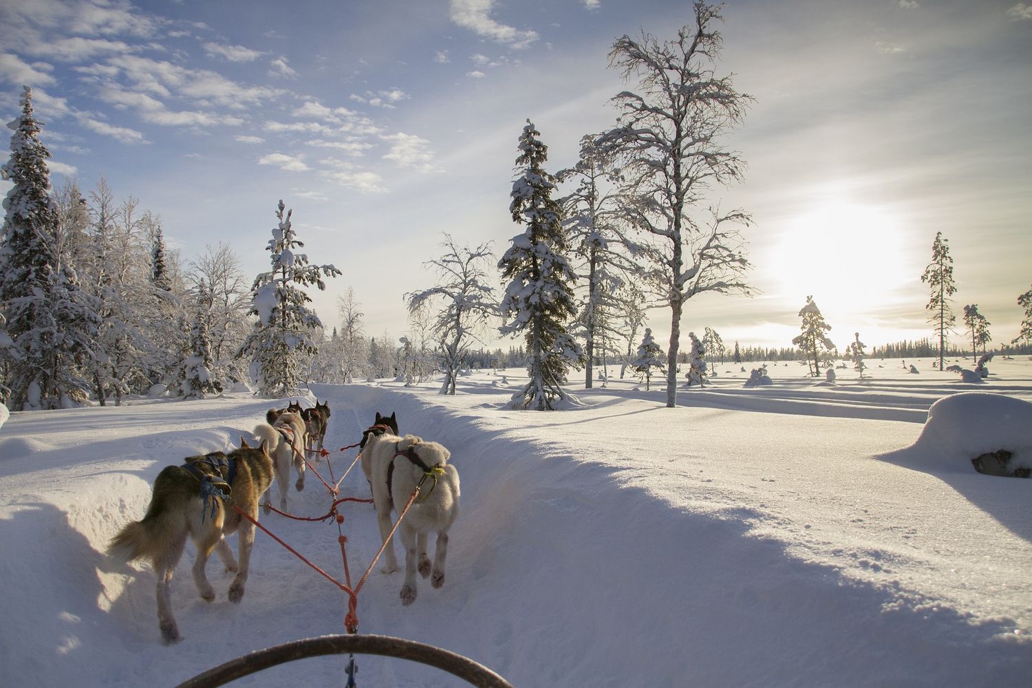 haciendo trineo tirado por perros en Canadá haciendo trineo tirado por perros en Quebec, Canadá