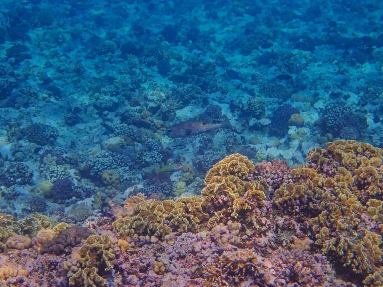 snorkel en Gozo, Malta snorkel en Gozo, Malta