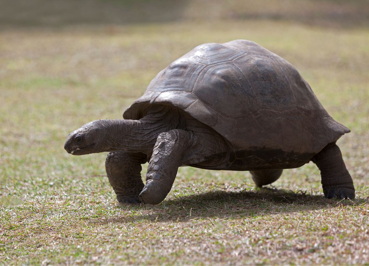 vida silvestre en las Seychelles tortuga en las Seychelles