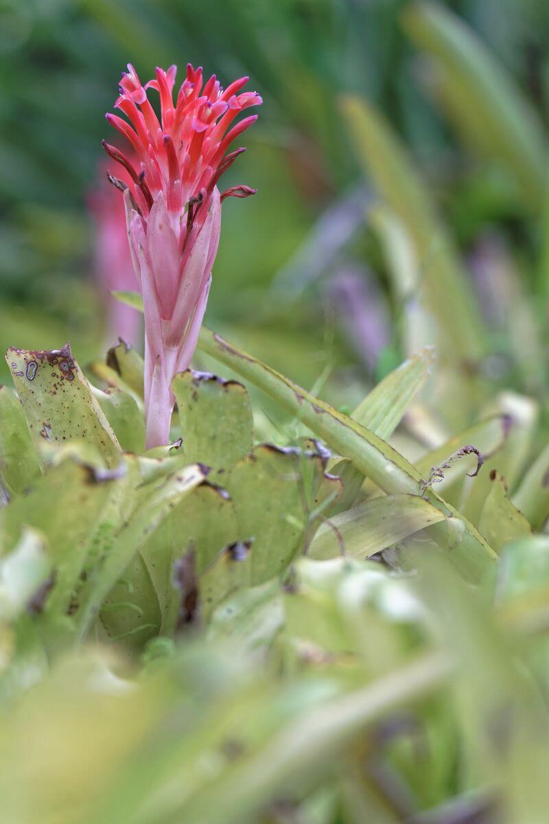 flor en Valombreuse fauna y flora en Valombreuse