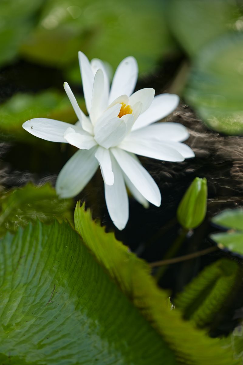 flor en el lodge lodge tropicangel en Pointe-Noire