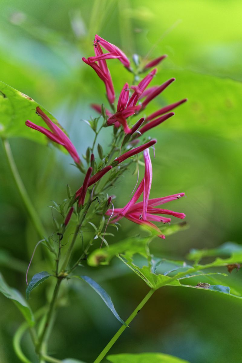 flower bain des amours flower bain des amours