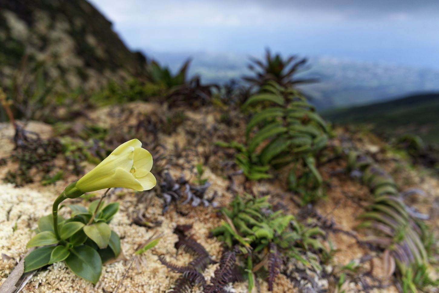 flor de lirio Soufrière flor de lirio Soufrière