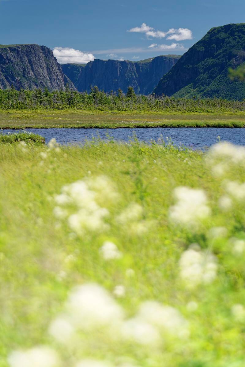 flor Parque Nacional Gros Morne 2 entrada de Gros Morne