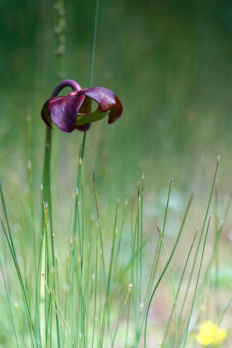 flor Gros Morne 3 flor Gros Morne 3