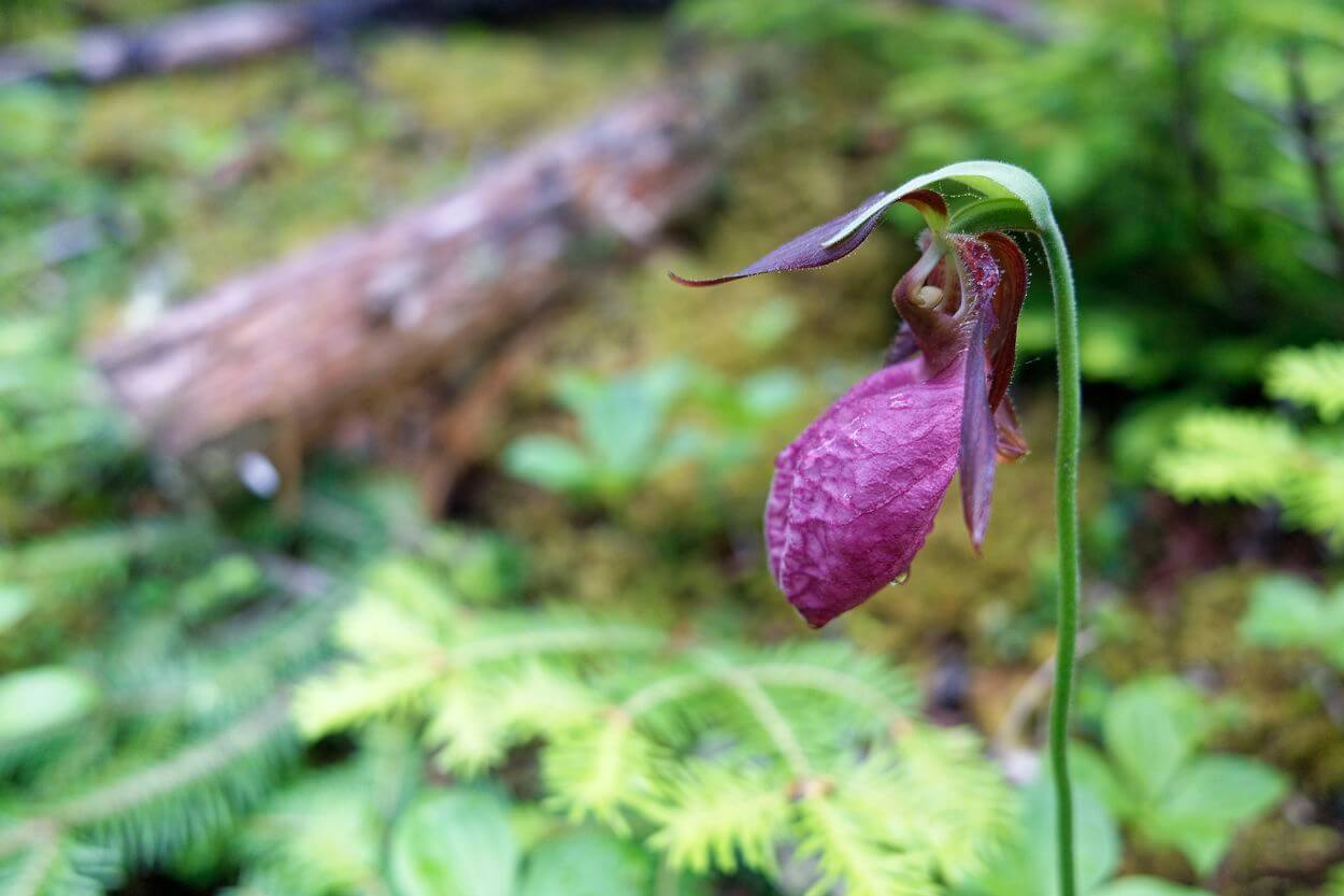 flor en el sendero Malady Head 2 flor en el sendero Malady Head 2