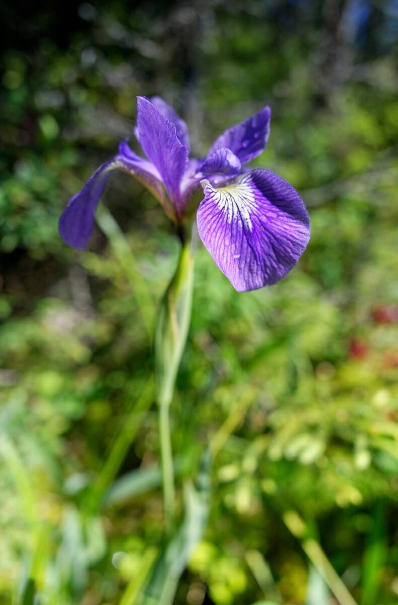 flor en un sendero arenoso en Terra Nova, Canadá flor en un sendero arenoso en Terra Nova, Canadá