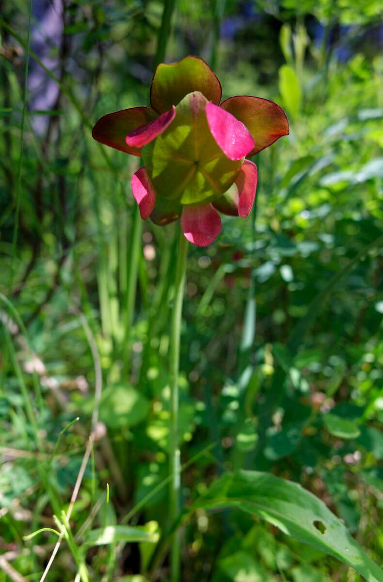 flor sendero arenoso terra nova flor sendero arenoso terra nova