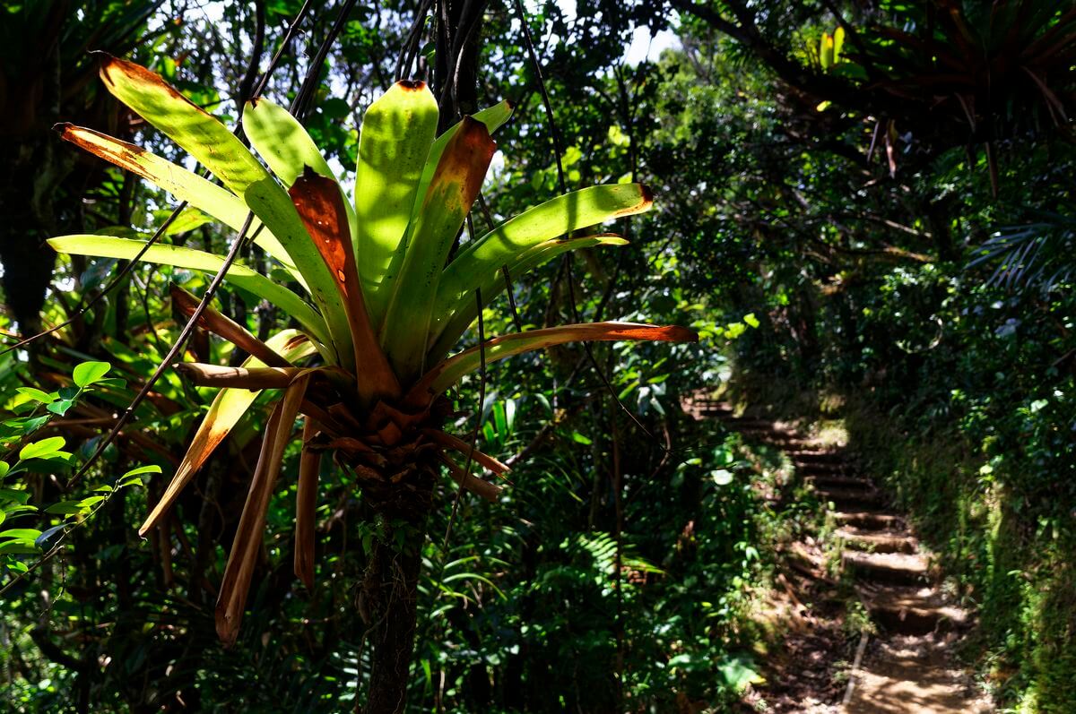flor de Guadalupe bosque tropical en Mamelles Pigeon