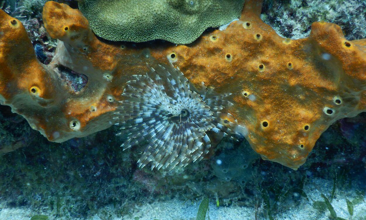 fondo marino de La Désirade vida submarina en La Désirade