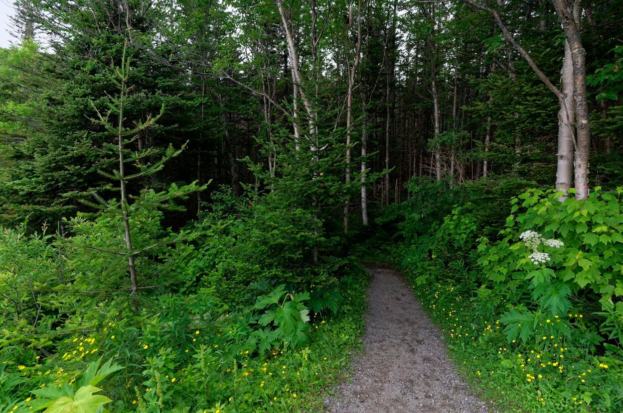 bosque Southeast Brook Falls Gros Morne descubriendo la cascada Southeast Brook Falls