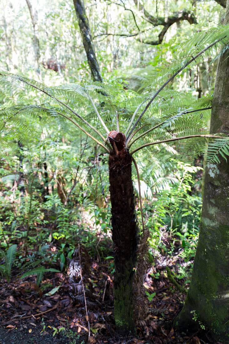 bosque de kauris en la península de Coromandel bosque en la península de Coromandel con kauris